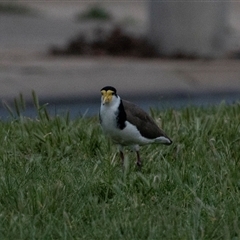 Vanellus miles at Echuca, VIC - 13 Sep 2025 by AlisonMilton