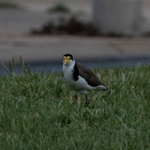 Vanellus miles at Echuca, VIC - 13 Sep 2025 by AlisonMilton