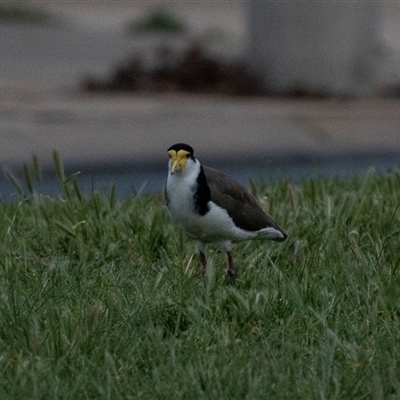 Vanellus miles at Echuca, VIC - 13 Sep 2025 by AlisonMilton