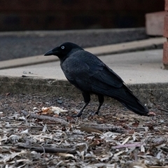 Corvus coronoides at Echuca, VIC - 13 Sep 2025 by AlisonMilton