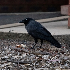 Corvus coronoides at Echuca, VIC - 13 Sep 2025 by AlisonMilton