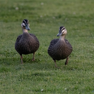 Anas superciliosa (Pacific Black Duck) at Echuca, VIC - 13 Sep 2025 by AlisonMilton