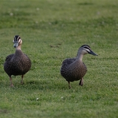Anas superciliosa at Echuca, VIC - 13 Sep 2025 06:44 PM