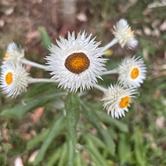 Coronidium elatum (White Everlasting Daisy) at Minimbah, NSW - 3 Oct 2025 by BCTKim