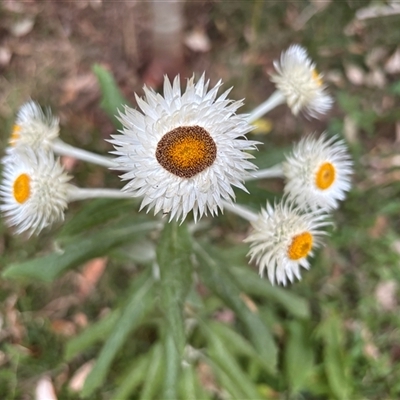 Coronidium elatum (White Everlasting Daisy) at Minimbah, NSW - 3 Oct 2025 by BCTKim