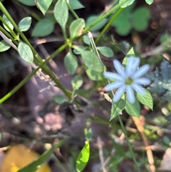 Unverified Other Wildflower or Herb at Minimbah, NSW - 3 Oct 2025 by BCTKim
