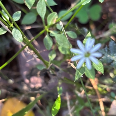 Unverified Other Wildflower or Herb at Minimbah, NSW - 3 Oct 2025 by BCTKim