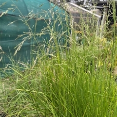 Unverified Plant at Taree, NSW - 7 Oct 2025 by BCTKim