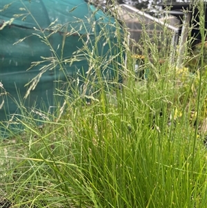 Unverified Plant at Taree, NSW - Today by BCTKim