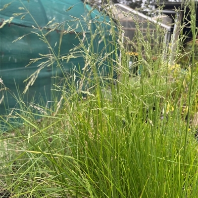 Unverified Plant at Taree, NSW - 7 Oct 2025 by BCTKim