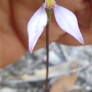Eriochilus cucullatus at Ballyroe, NSW - 6 Apr 2019 by TwoRivers