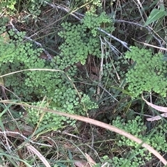 Adiantum (genus) at Minimbah, NSW - 4 Oct 2025 by BCTKim