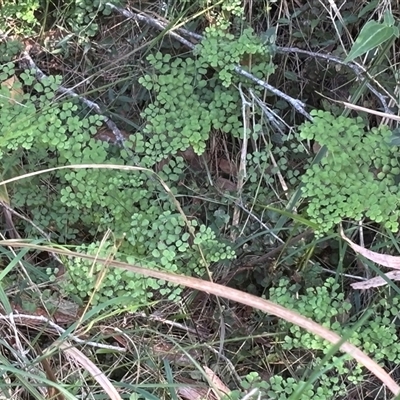 Adiantum (genus) at Minimbah, NSW - 4 Oct 2025 by BCTKim