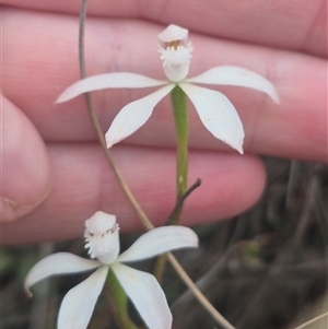 Caladenia ustulata (Brown Caps) at Bungendore, NSW - Today by clarehoneydove