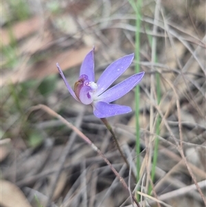 Caladenia caerulea (Blue Fingers, Blue Fairies) at Bungendore, NSW - Today by clarehoneydove