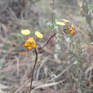 Diuris pardina (Leopard Doubletail) at Bungendore, NSW - Today by clarehoneydove
