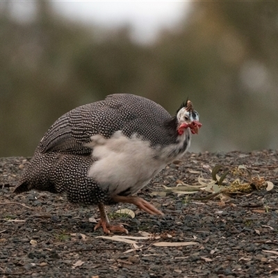 Numida meleagris (Helmeted Guineafowl) at Echuca, VIC - 13 Sep 2025 by AlisonMilton