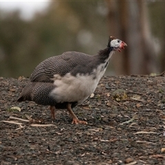 Numida meleagris at Echuca, VIC - 13 Sep 2025 06:41 PM