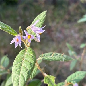 Unverified Other Shrub at Minimbah, NSW - 4 Oct 2025 by BCTKim