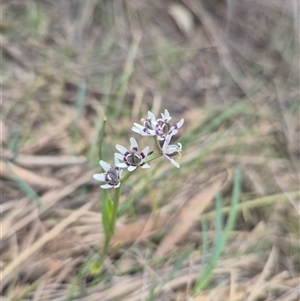 Wurmbea dioica subsp. dioica (Early Nancy) at Bungendore, NSW - Today by clarehoneydove