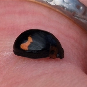 Unverified Beetle (Coleoptera) by clarehoneydove