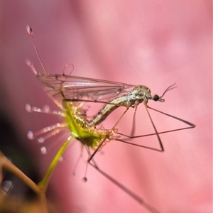 Unverified Crane fly, midge, mosquito or gnat (several families) by clarehoneydove