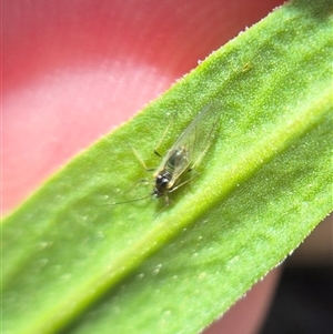 Psyllidae sp. (family) by clarehoneydove