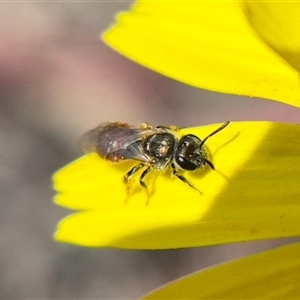 Lasioglossum (Chilalictus) lanarium by clarehoneydove