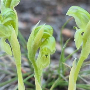 Hymenochilus cycnocephalus by clarehoneydove