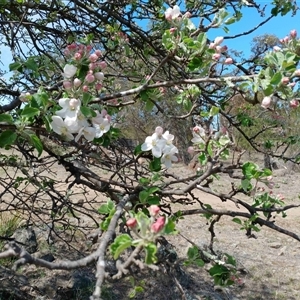 Malus pumila at Cooma, NSW - Today by mahargiani