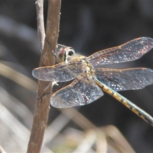 Unverified Dragonfly (Anisoptera) at Cooma, NSW - Today by mahargiani