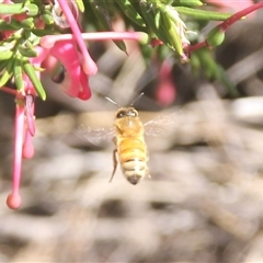 Apis mellifera (European honey bee) at Cooma, NSW - 7 Oct 2025 by mahargiani