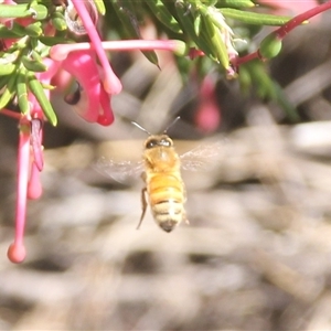 Apis mellifera at Cooma, NSW - Today by mahargiani