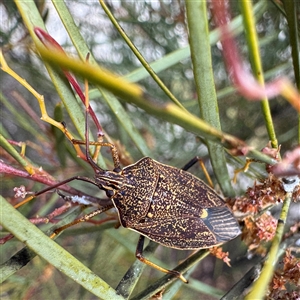 Poecilometis sp. (genus) at Russell, ACT - Today by Hejor1