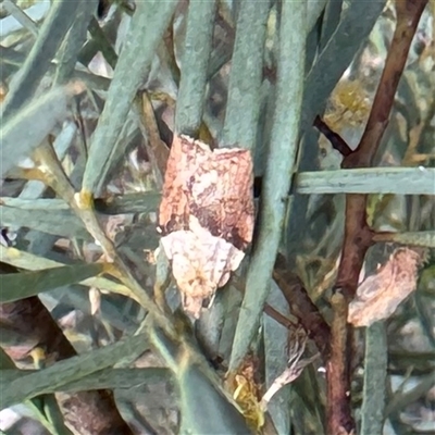 Epiphyas postvittana (Light Brown Apple Moth) at Russell, ACT - 7 Oct 2025 by Hejor1