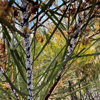 Melanococcus albizziae (Acacia Mealybug) at Russell, ACT - 7 Oct 2025 by Hejor1