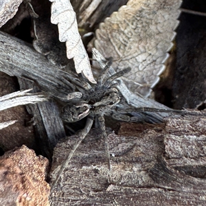 Tasmanicosa sp. (genus) at Russell, ACT - Today by Hejor1