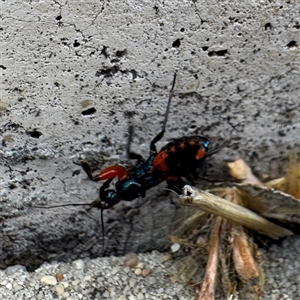 Ectomocoris ornatus at Russell, ACT - Today by Hejor1