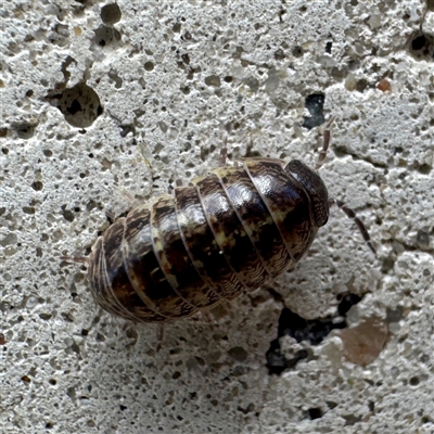 Armadillidium vulgare at Russell, ACT - Today by Hejor1