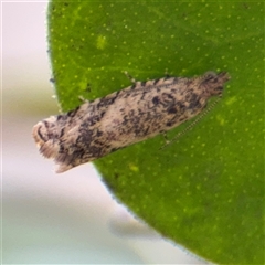 Isochorista encotodes (A Tortricid moth (Archipini) at Russell, ACT - 7 Oct 2025 by Hejor1