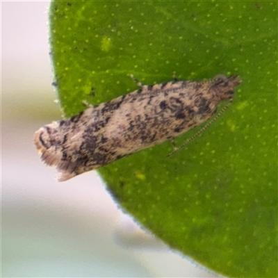 Isochorista encotodes (A Tortricid moth (Archipini) at Russell, ACT - 7 Oct 2025 by Hejor1