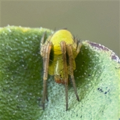 Araneus circulissparsus (species group) at Barton, ACT - 7 Oct 2025 by Hejor1