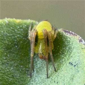 Araneus circulissparsus (species group) at Barton, ACT - Today by Hejor1