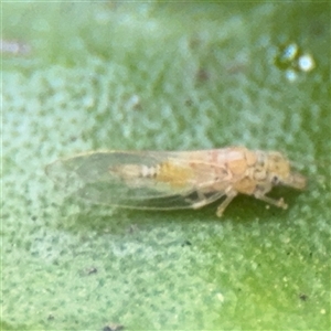 Psyllidae sp. (family) at Parkes, ACT - Today by Hejor1
