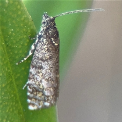 Isochorista panaeolana (A Tortricid moth) at Russell, ACT - 7 Oct 2025 by Hejor1