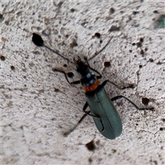 Chauliognathus lugubris (Plague Soldier Beetle) at Barton, ACT - 7 Oct 2025 by Hejor1