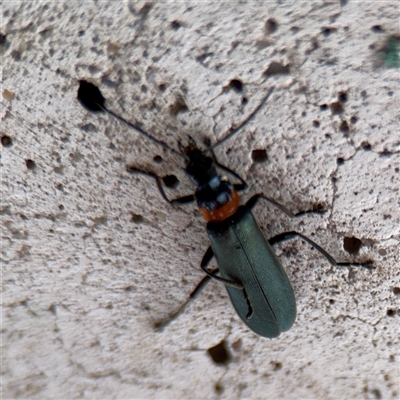 Chauliognathus lugubris (Plague Soldier Beetle) at Barton, ACT - 7 Oct 2025 by Hejor1