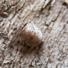 Doratifera (genus) (Cup Moth) at Barton, ACT - 7 Oct 2025 by Hejor1