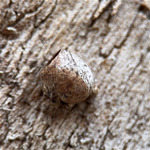 Doratifera (genus) at Barton, ACT - Today by Hejor1