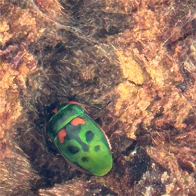 Scutiphora pedicellata (Metallic Jewel Bug) at Russell, ACT - Today by Hejor1